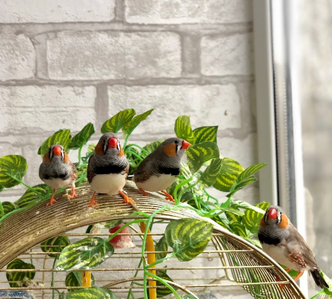 Птички в домашних условиях