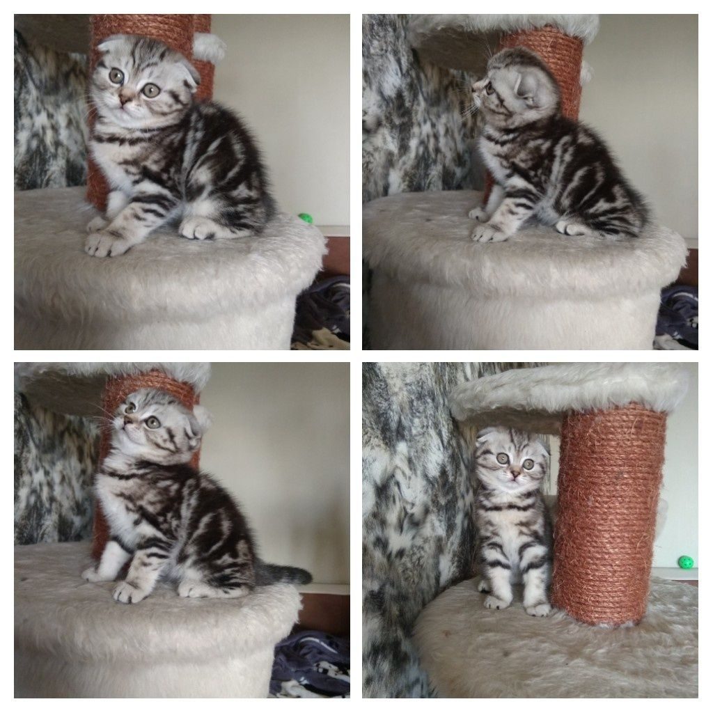 Шотландская кошка мрамор на серебре