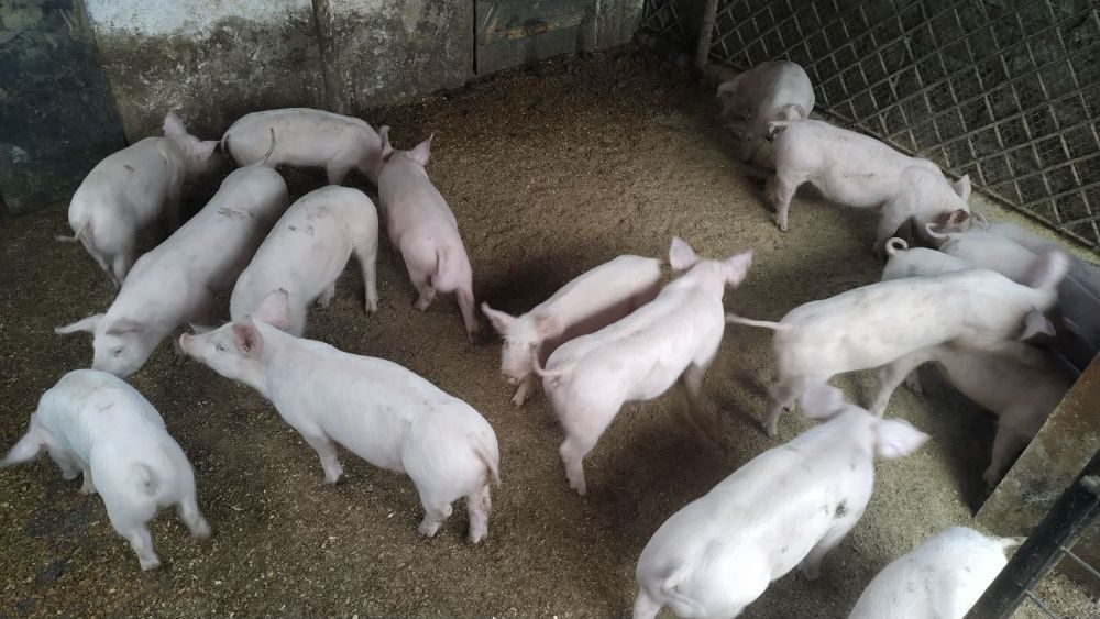 Продажа поросят новосибирская область. Продам свинью живым весом. Домашние животные в Каховке. Барабинский базарчик объявления животные.