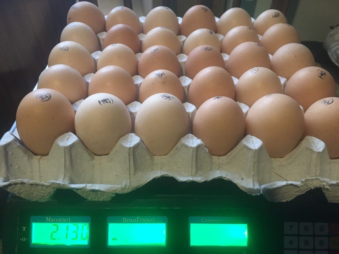 Инкубационные яйца купить цена. Инкубационное яйцо Росс 308. Яйцо куриное Ломан Уайт. Инкубаторская курица. Яйца бойлеров.