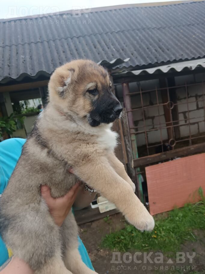 Среднеазиатская овчарка