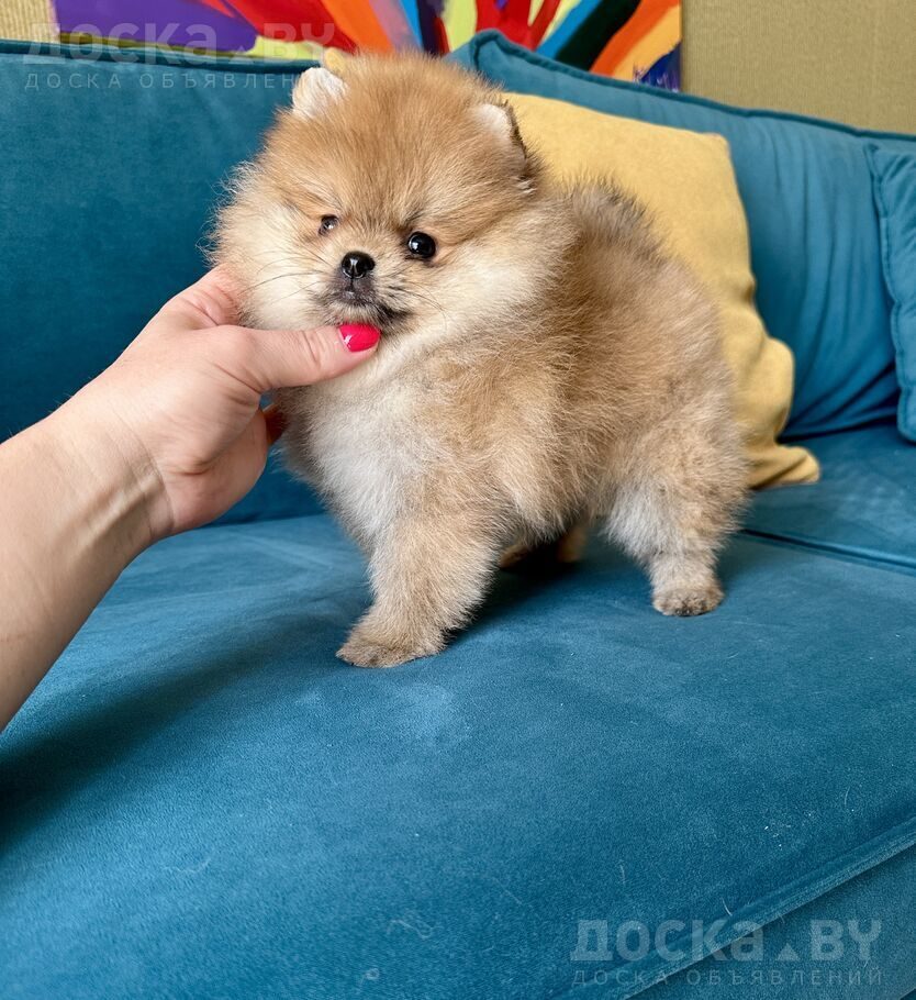 Померанский шпиц