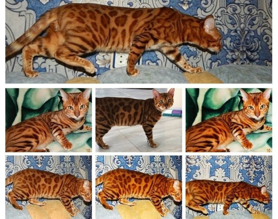 Расцветки бенгальских кошек разновидности фото и названия