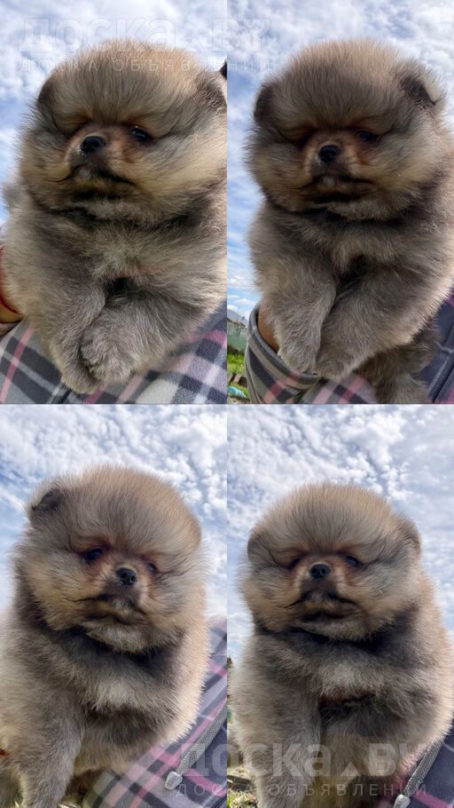 Померанский шпиц