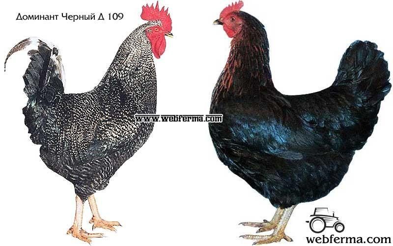Чешский Доминант Куры Отзывы Фото