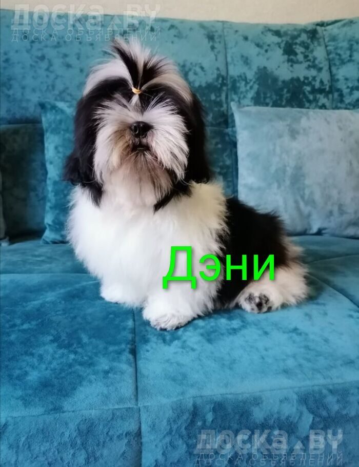 Ши-тцу