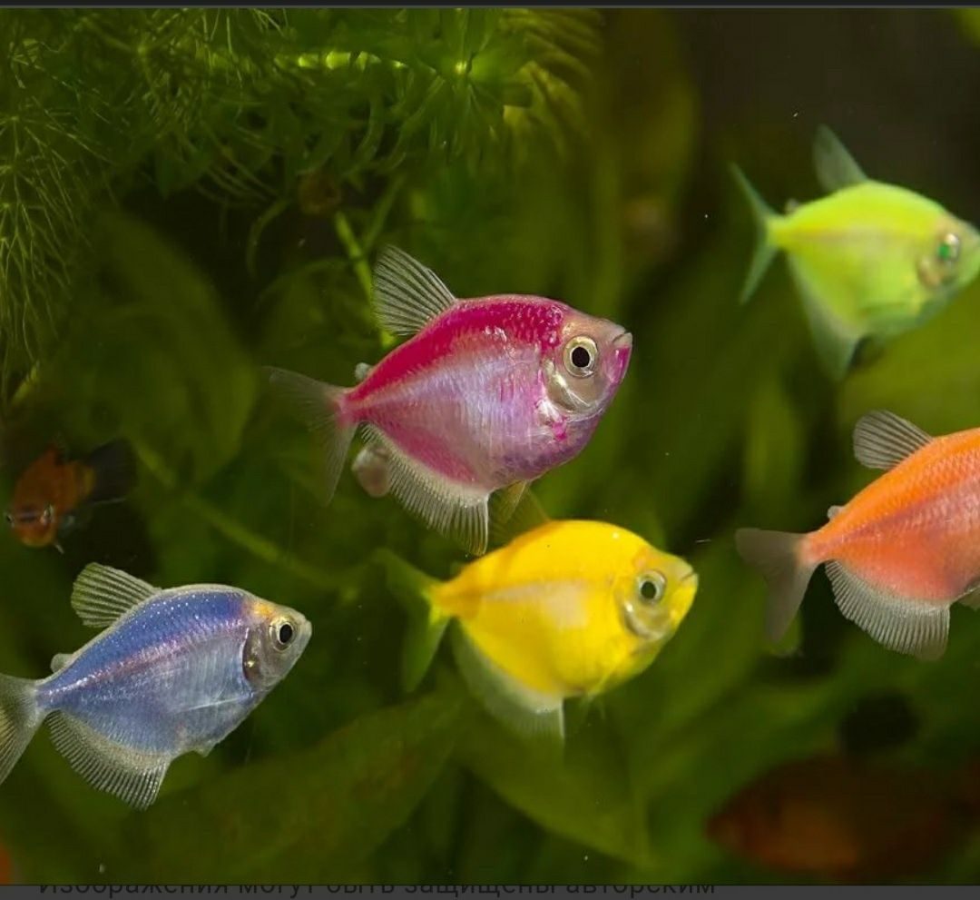 рыбки для аквариума виды фото