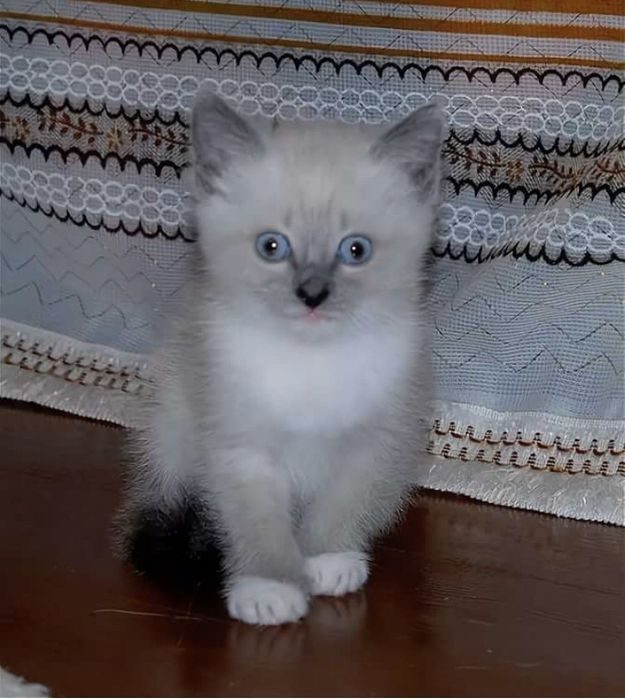 Авито породы кошек. Белый сиамский котенок. Тайские котята пушистые. Бело серый сиамский. Белый котенок с серыми ушками.