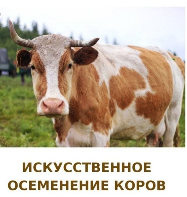 Искусственная корова. Кривая корова. Искусственное осеменение коров Тува Минсельхоз Тыва. Красноярск АГРОПЛЕМ. Искусственное осеменение коров Соломина.