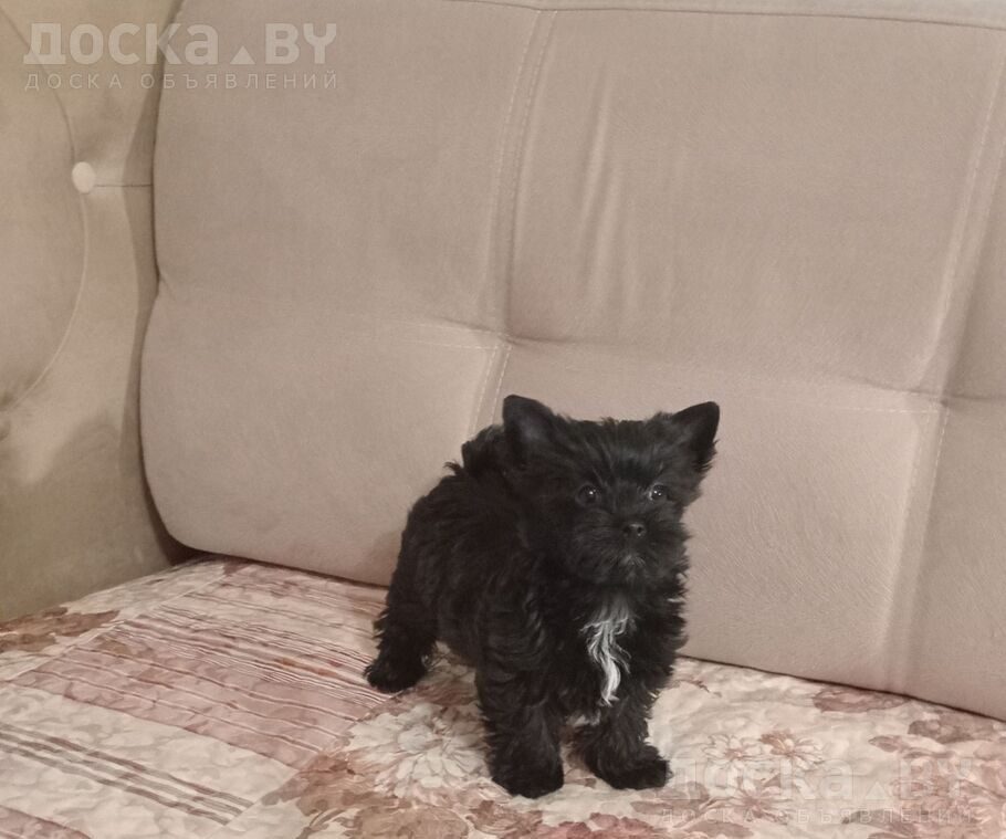 Йоркширский терьер