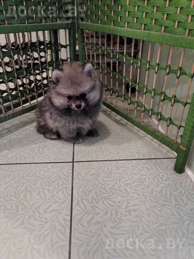 Померанский шпиц