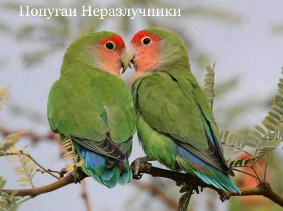 Птица Неразлучник Фото