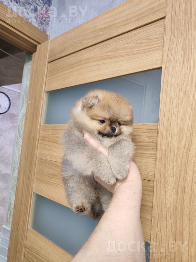 Померанский шпиц
