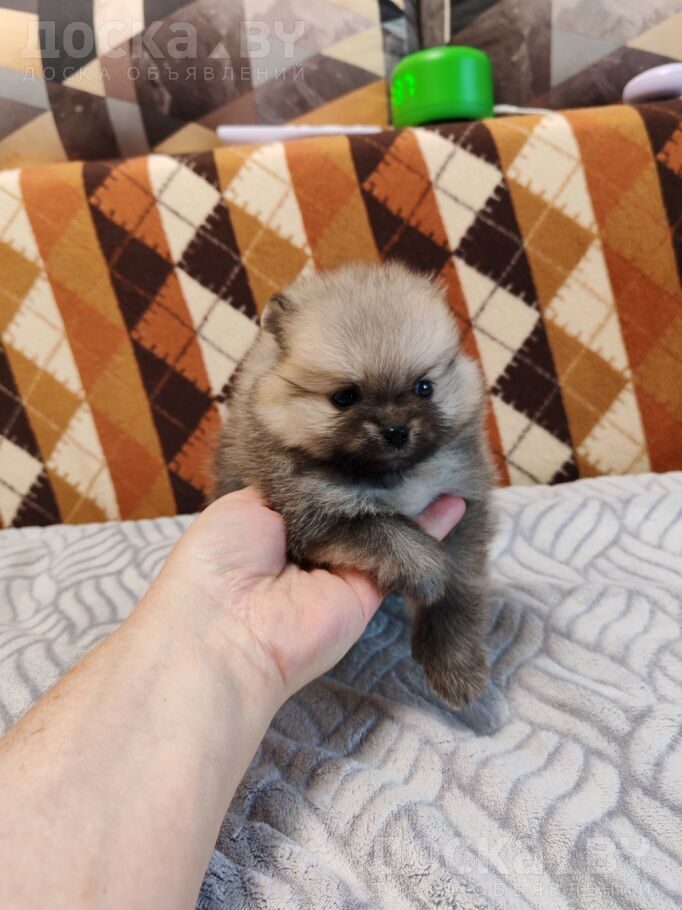 Померанский шпиц