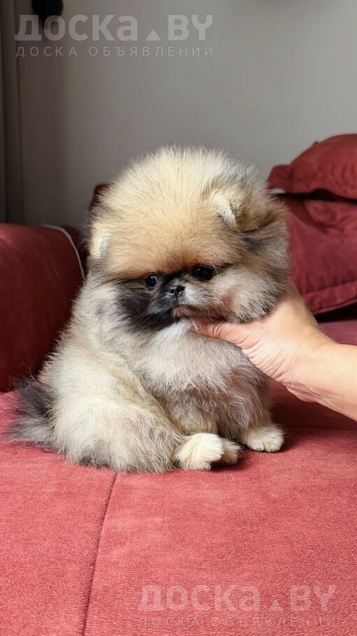 Померанский шпиц