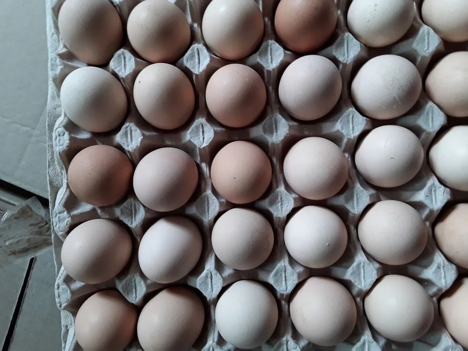 Авито яйцо бройлера. Инкубационное яйцо Росс 308. Инкубационное яйцо Кобб 500. Росс 708 бройлер яйцо. Инкубационное яйцо бройлера Росс 308.