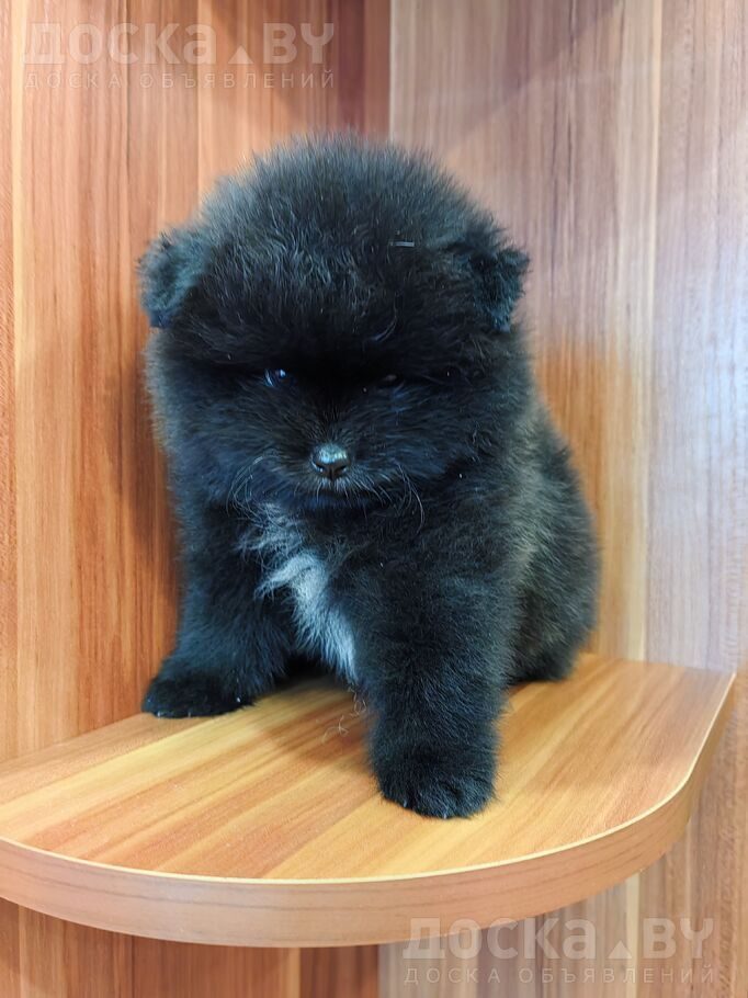 Померанский шпиц