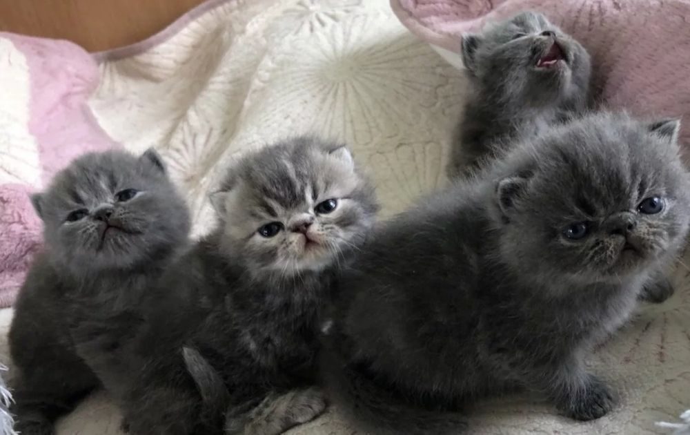 Авито воронеж купить котенка. Персидские котята. Персидские котята Новорожденные. Новорожденный персидский котенок. Новорожденные котята персы.