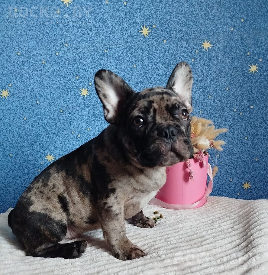 Французский бульдог