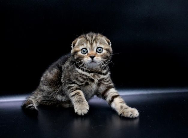 Вислоухая Черепаховая Кошка Фото