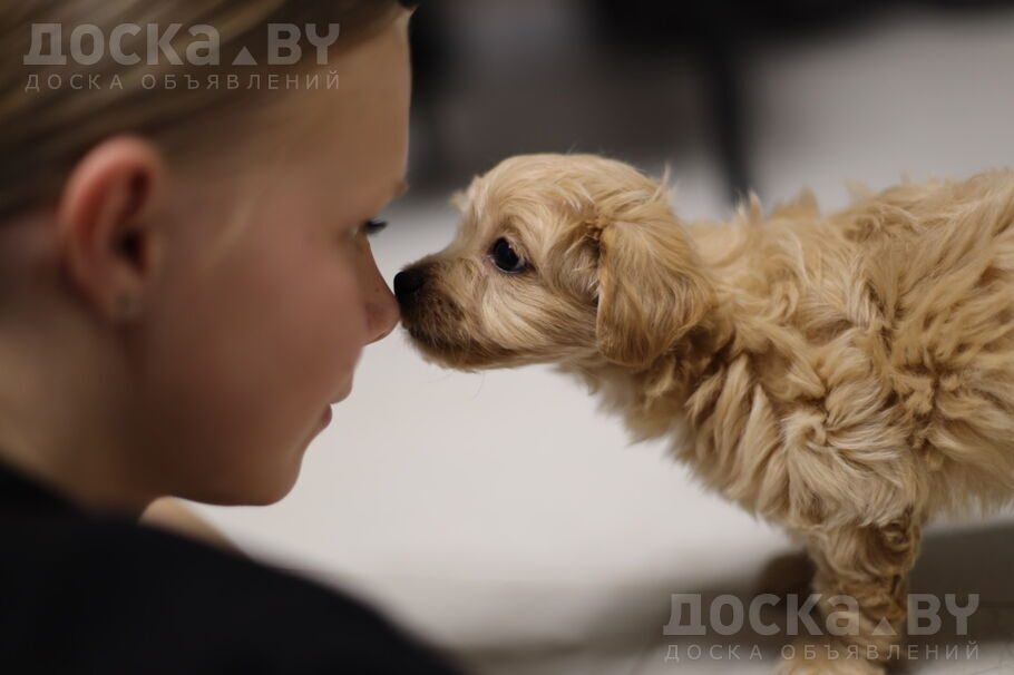 Мальтийская болонка