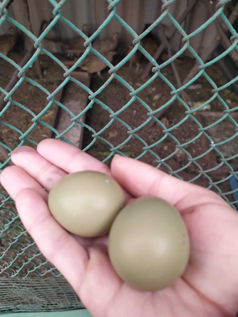 Инкубационное яйцо фазана купить. Яйцо фазана. Инкубация фазаньих яиц. Яйца фазан яйца. Как выглядят яйца фазана.