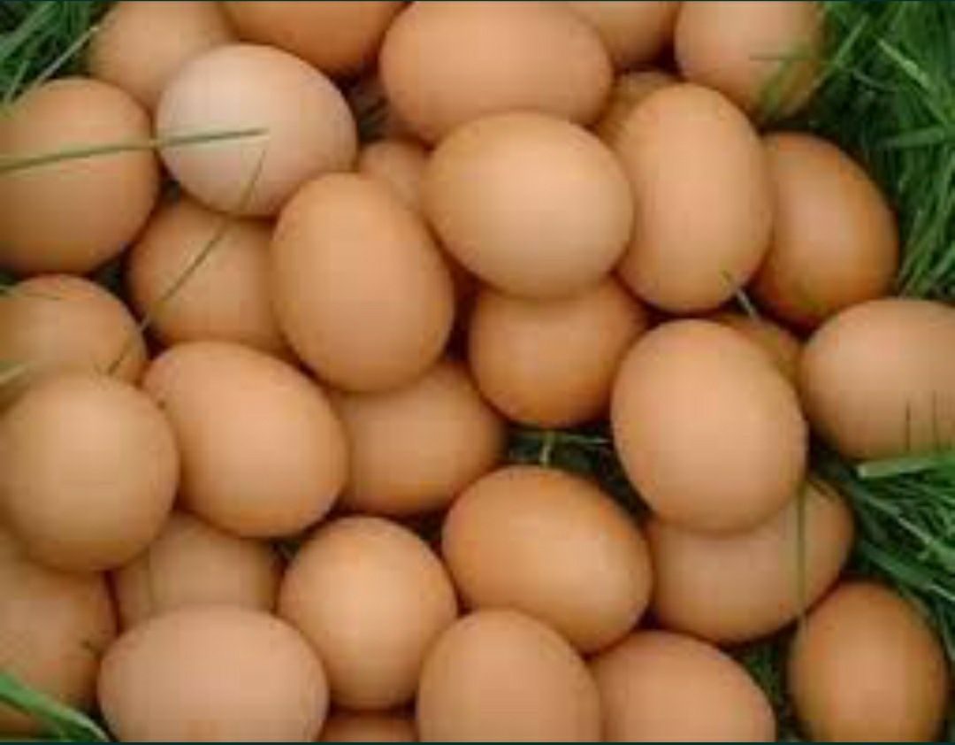 Продажа свежих куриных яиц