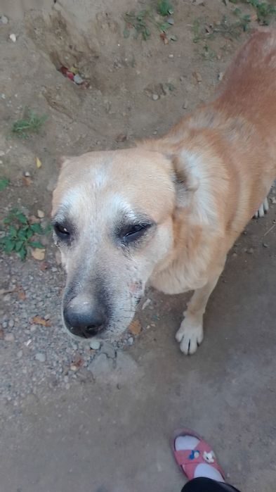 Потерянные собаки москва и область. Потерянные собаки. Потеря собаки объявления. Нашлась собака в Пензенской области. Потерялась собака большие уши белый кремовый.