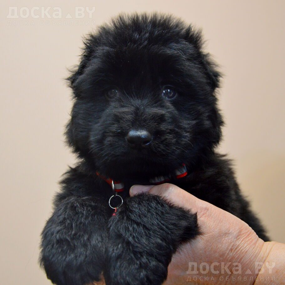 Немецкая овчарка