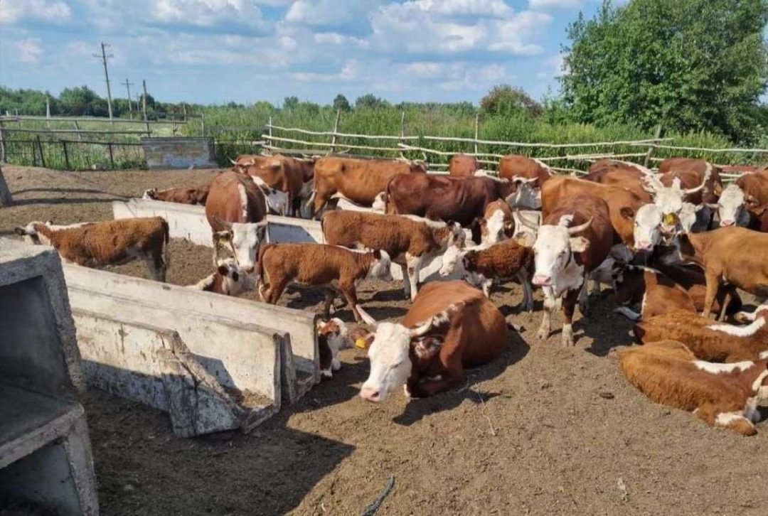 Купить Корову В Исетском Районе Тюменской Области