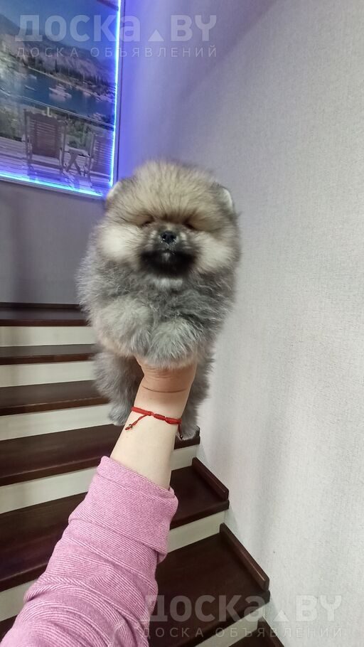 Померанский шпиц