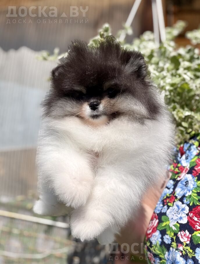 Померанский шпиц