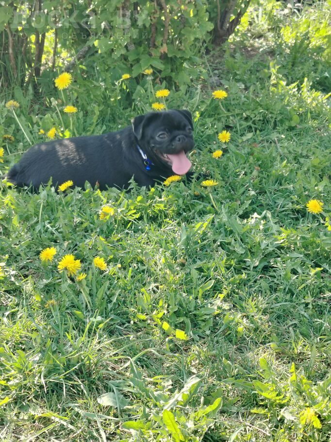 Мопс