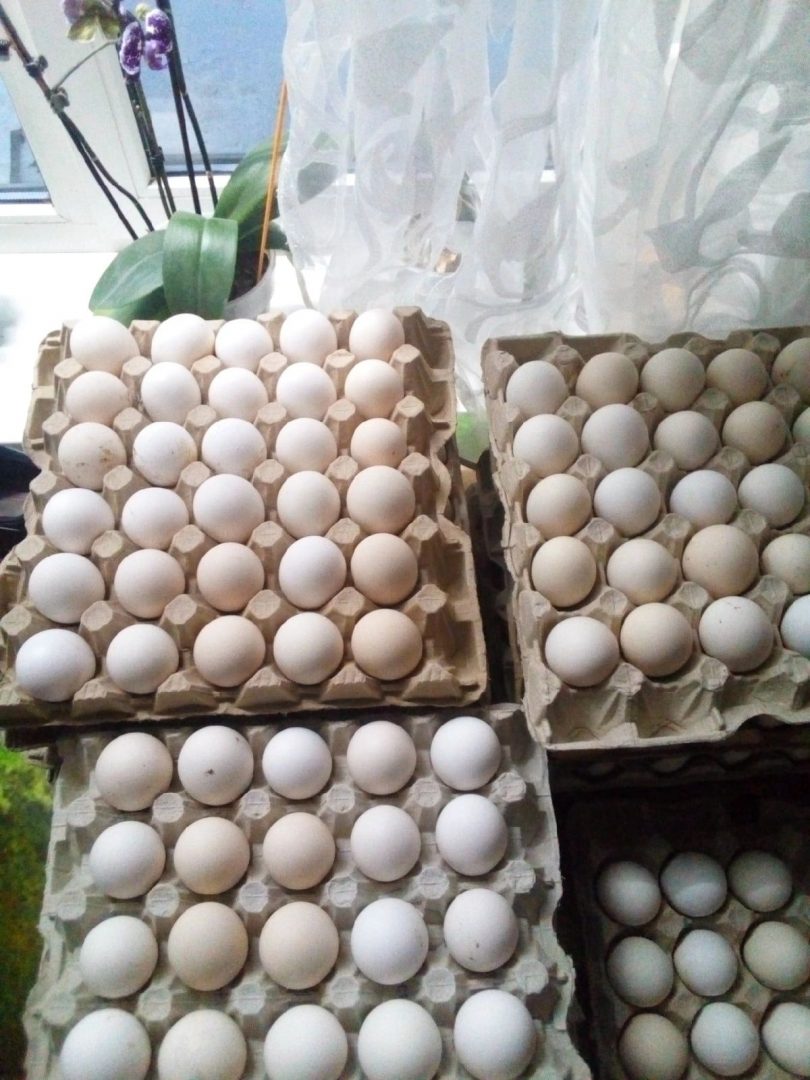 Инкубационное яйцо Адлерская серебристая. Яйцо Адлерской серебристой. Пушкинские яйца. Яйца по пушкински.