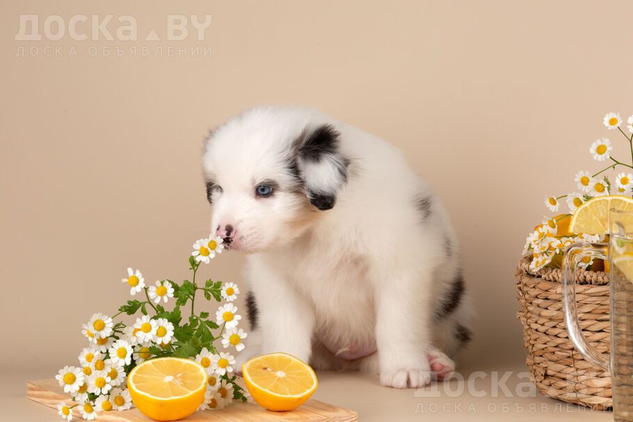 Австралийская овчарка
