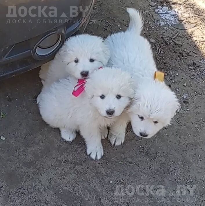 Немецкая овчарка