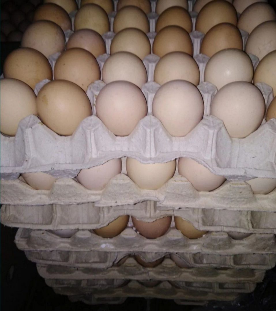 Авито яйцо бройлера. Инкубационное яйцо Росс 308. Инкубационное яйцо Росс 308 Чехия. Инкубационное яйцо бройлера Росс 308. Инкубационное яйцо Адлерская серебристая.