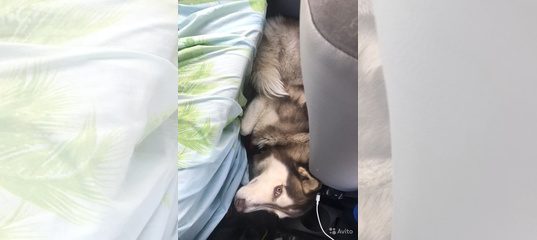 Вязка рыжего хаски Рыжие глаза