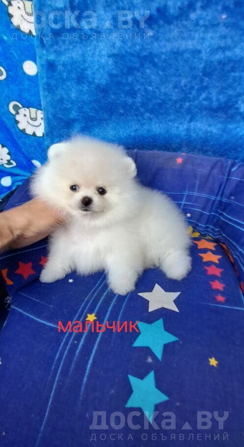 Померанский шпиц