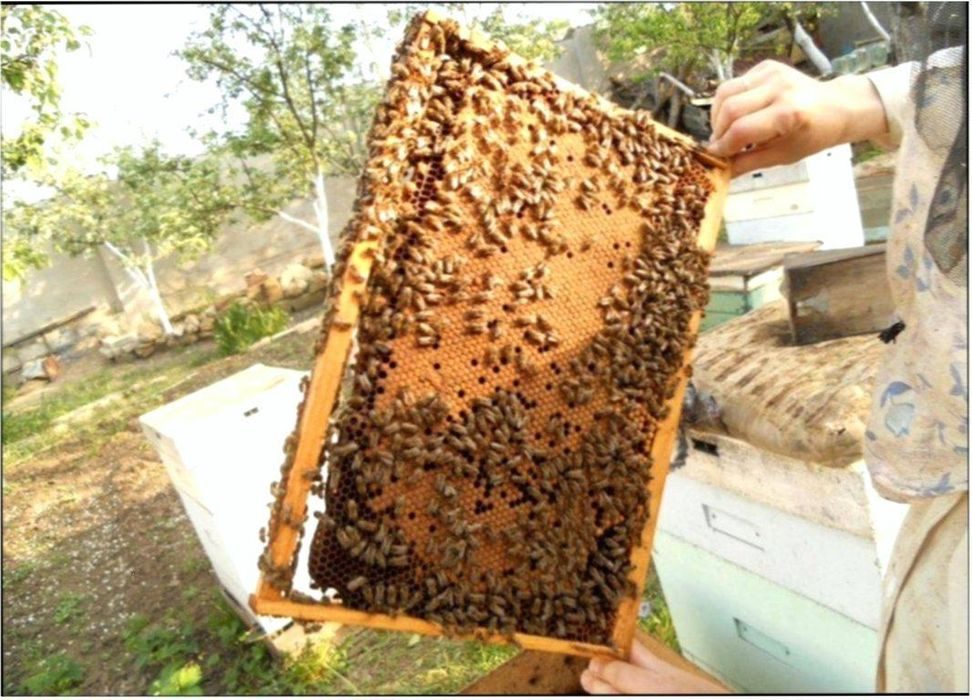 Пчелопакеты в краснодарском крае 2024. Пчелопакеты май 2021. Пчелопакеты 2021 бессотовые. Пакет пчел. Пчелопакеты Карника.