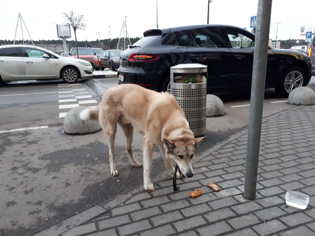 Собака подбирает с земли. Собака подбирает на улице. Собака подбирает еду на улице. Щенок подбирает еду на улице.