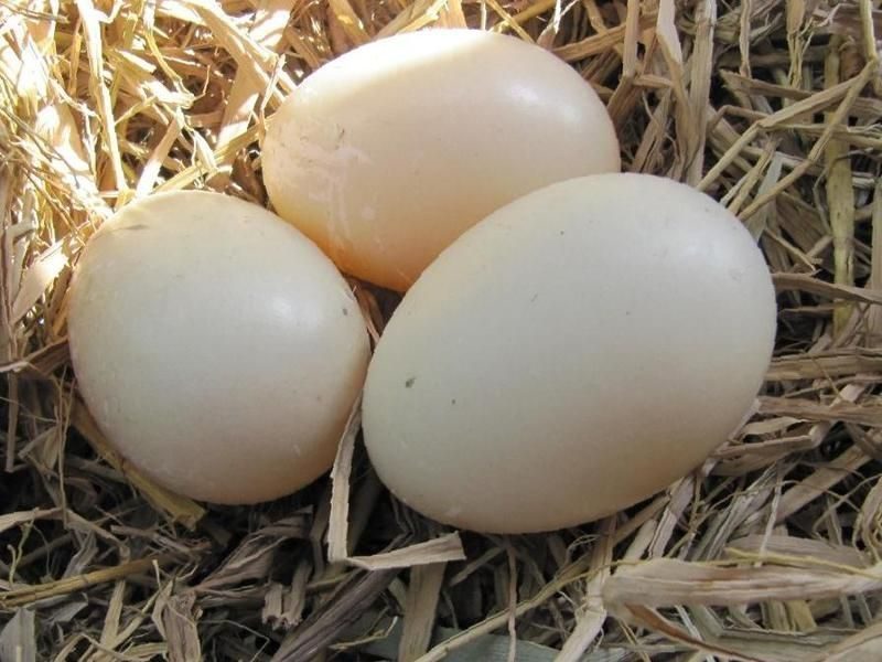 Купить инкубационное яйцо в курской области. Инкубационное яйцо индоутки. Яйцо мускусной утки. Инкубационные яйца пекинской утки. Инкубационное яйцо мускусной утки.