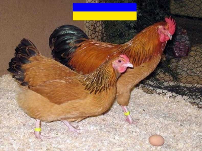 Куры Нью Гемпшир Фото
