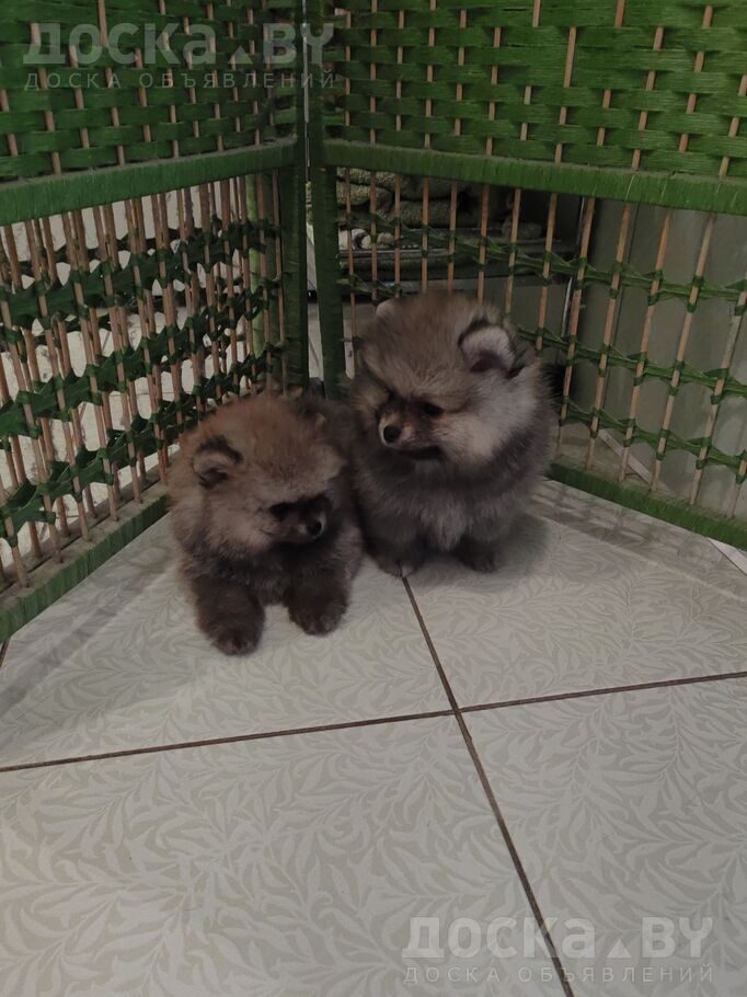 Померанский шпиц