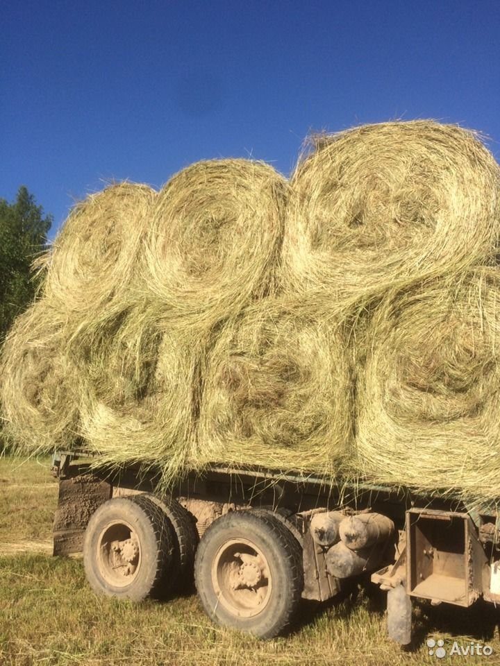 Купить Сено В Ивановской Области На Авито