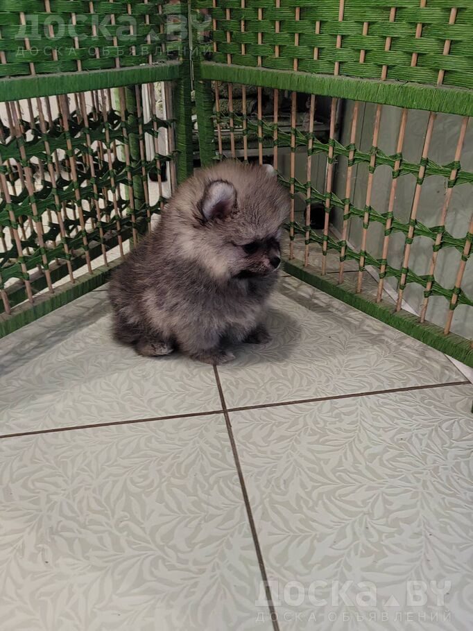 Померанский шпиц