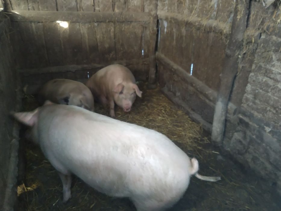 Свинья живым весом цена. Свиньи ландрас 150 кг. Продам свинью живым весом. Продам свинью жив весом в Молдове Конгаз 200 кг 8 тысяч лей 999. Купить свиней живым весом в Донецкой области.