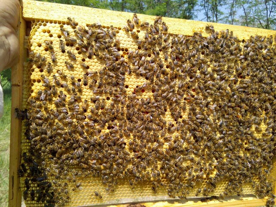 Авито краснодарский пчелопакеты. Пчелопакеты Карпатка. Пчелопакеты Бакфаст. Пчелопакеты Карника Бакфаст. Пчелопакеты Карпатка опт.