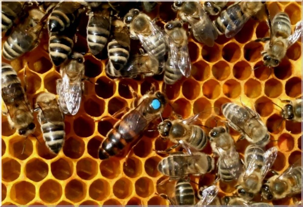 Пчелосемьи купить воронежская. Карника порода пчел. Карника Тройзек. Пчелиная матка Карника. Пчелосемьи породы Карника.