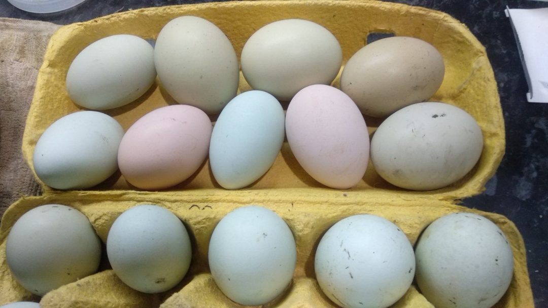 Куплю инкубационное яйцо воронеж. Амераукана яйца. Инкубационное яйцо Авиаген. Инкубационное яйцо жако. Амераукана цвет яиц.